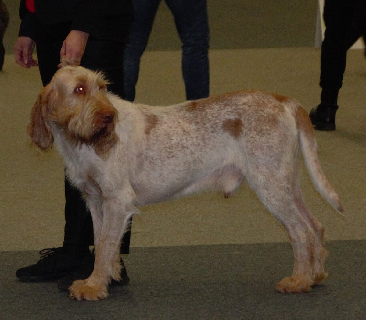 Spinone Italiano