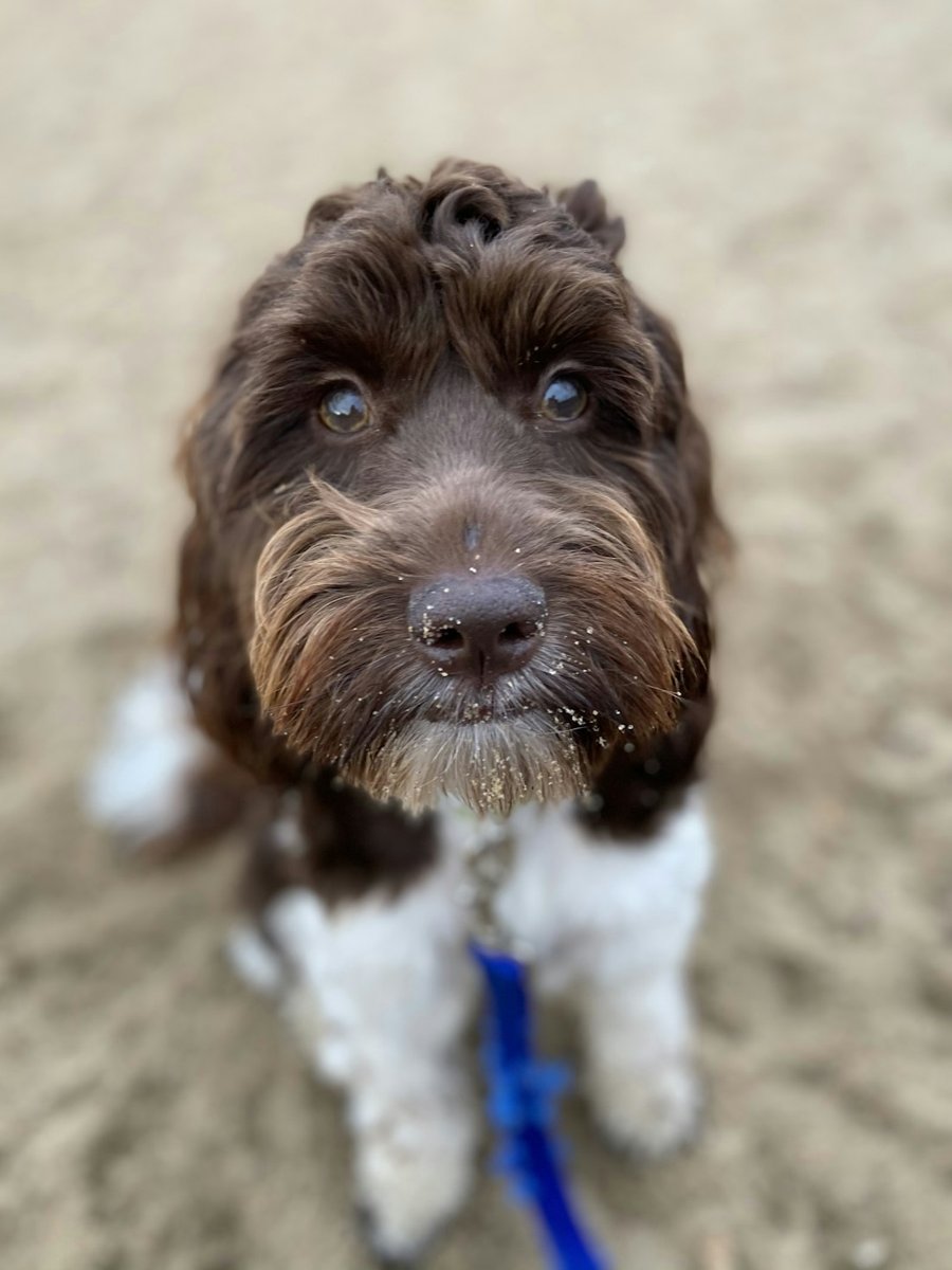 Springerdoodle grooming