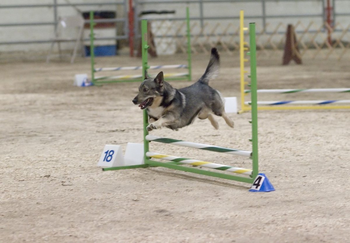 Swedish Vallhund