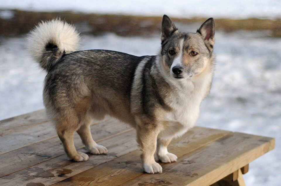 Swedish Vallhund grooming