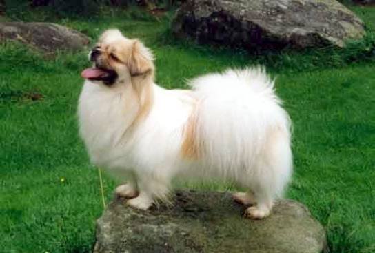 Tibetan Spaniel grooming