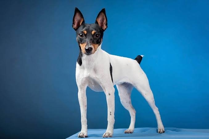 Toy Fox Terrier grooming