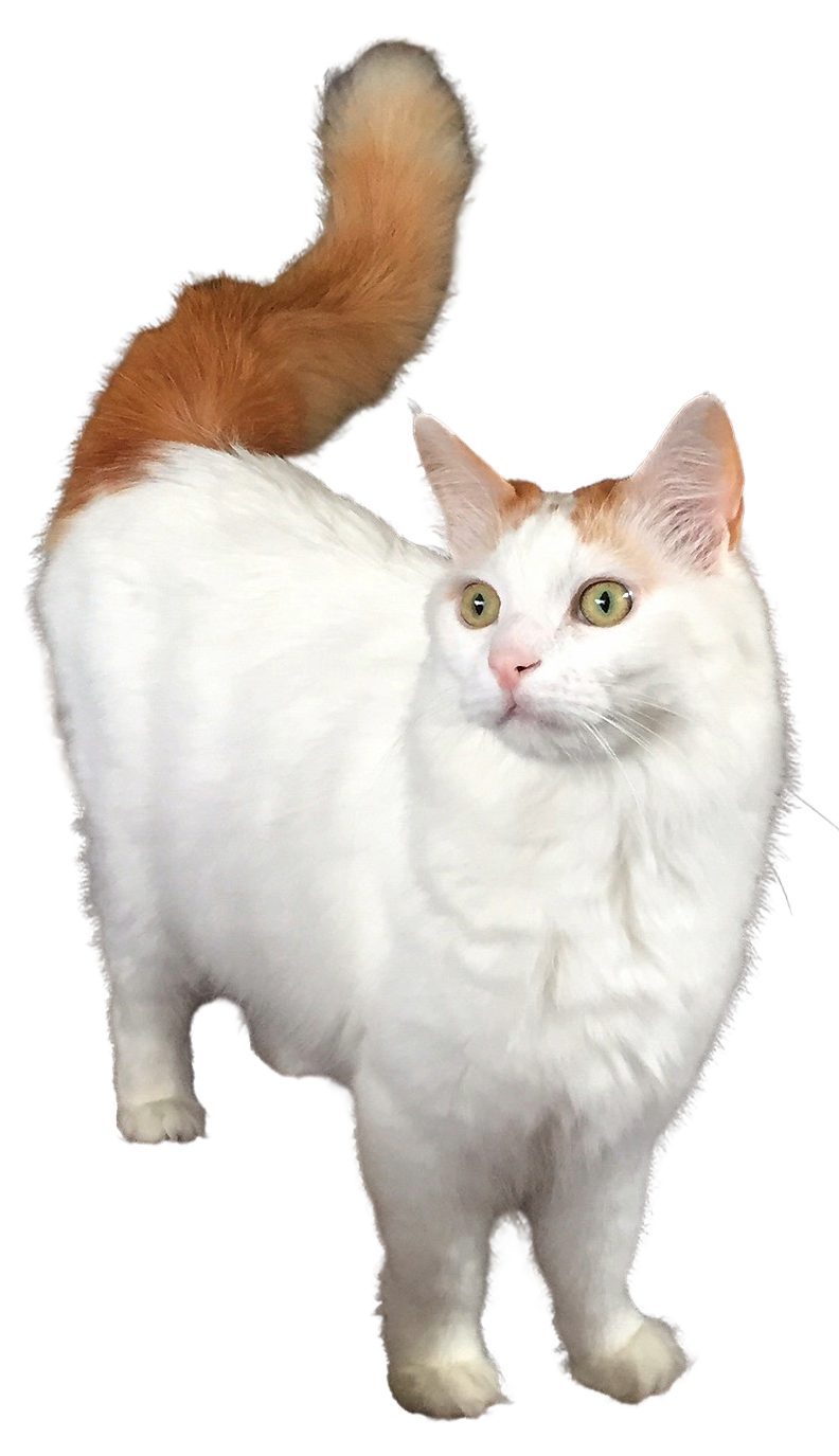 Turkish Van grooming