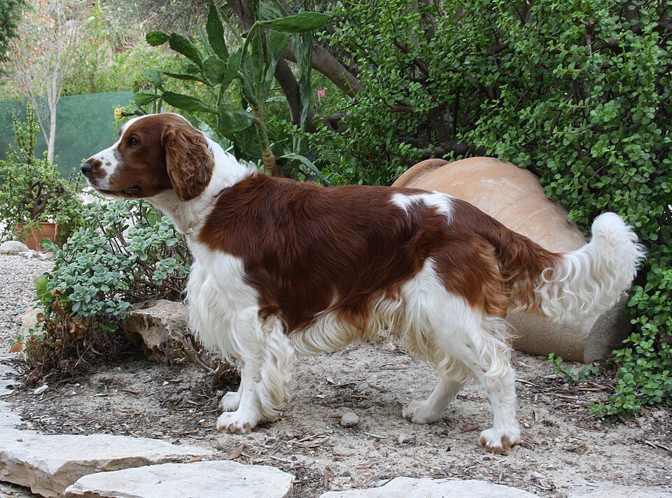 Welsh Springer Spaniel grooming