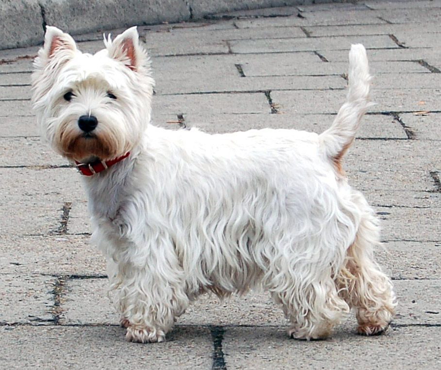 West Highland White Terrier grooming
