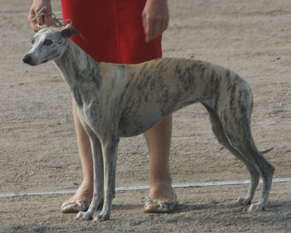 Whippet grooming