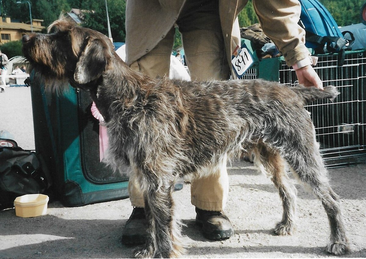 Wirehaired Pointing Griffon