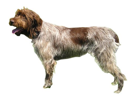 Wirehaired Pointing Griffon