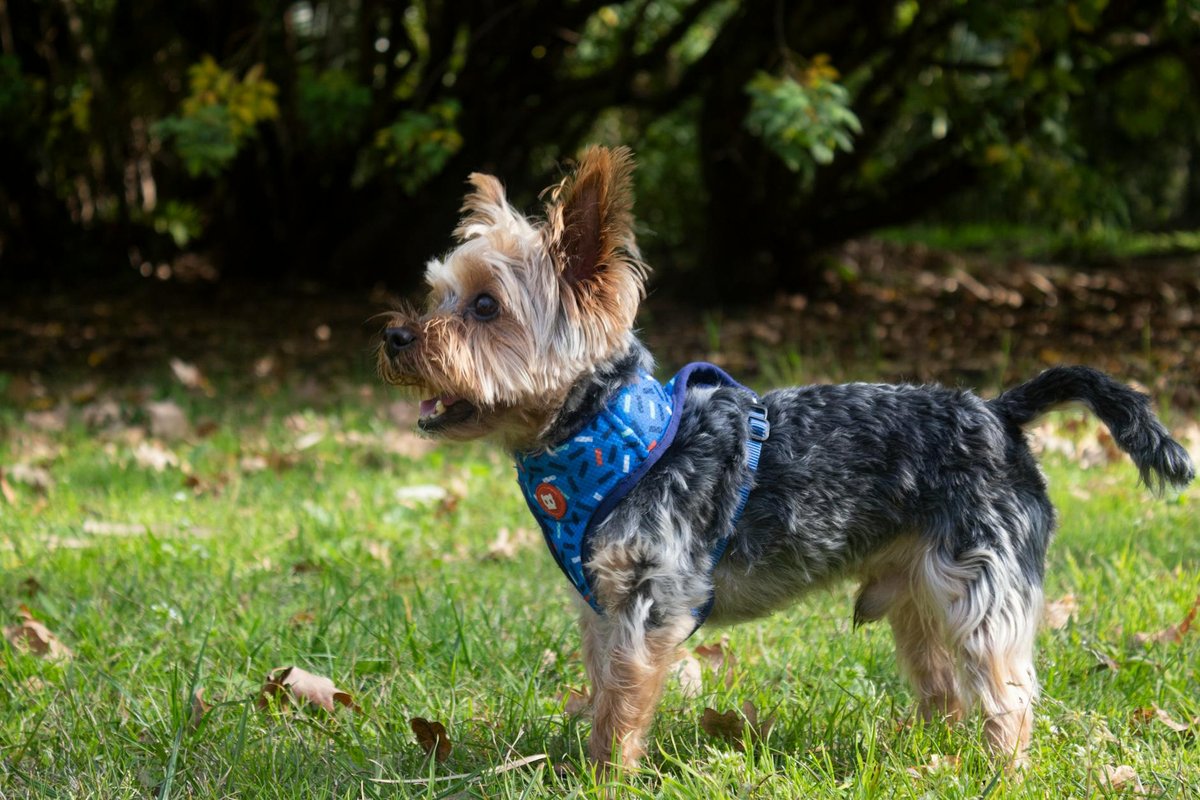 Yorkipoo grooming